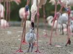 FZ029863 Adult Greater flamingo and chick (Phoenicopterus roseus).jpg